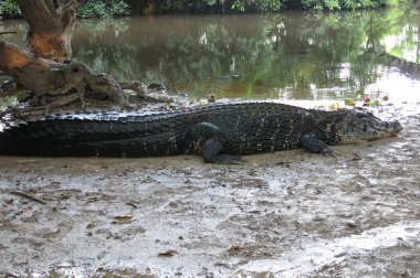 Madidi Milli Parkı, Bolivya, Caiman (Caimaninae)