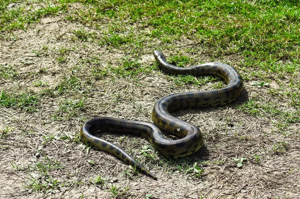 Πράσινο anaconda (ανακόντα murinus) — Φωτογραφία Αρχείου