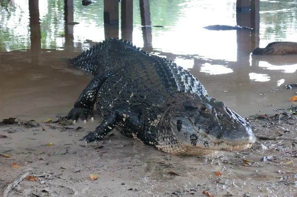 Μαύρο Caiman στο εθνικό πάρκο Yacuma, Βολιβία — Φωτογραφία Αρχείου