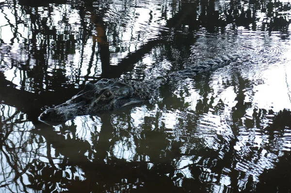 Svart alligator gömd i floden Yacuma — Stockfoto