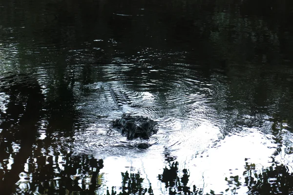 Cocodrilo negro escondido en el río Yacuma — Foto de Stock