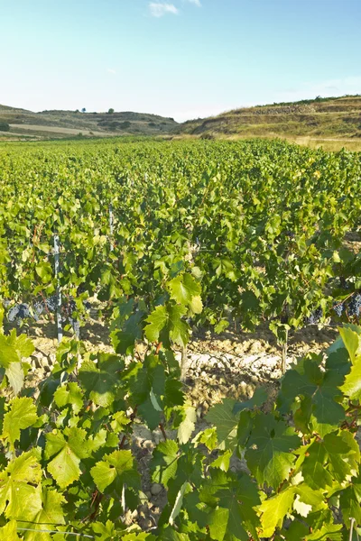 Landscape of vineyard — Stock Photo, Image