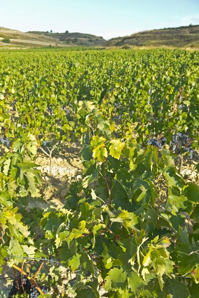 Landscape of vineyard — Stock Photo, Image