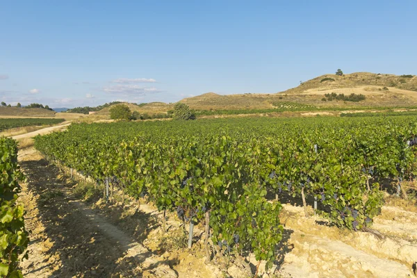 Landschaft der Weinberge — Stockfoto