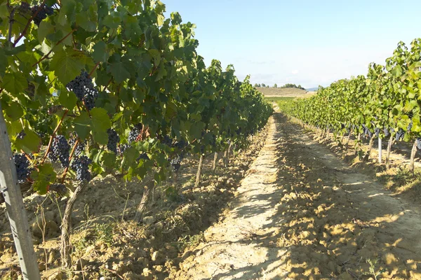 Vineyard peyzaj — Stok fotoğraf