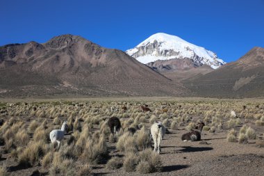 Andean peyzaj llamas sürüsü ile