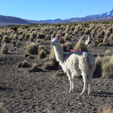 Andean peyzaj llamas sürüsü ile