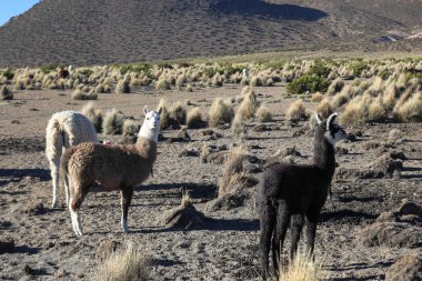 Andean peyzaj llamas sürüsü ile