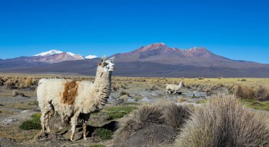 llamas sürüsü and, and Dağları'nın dağlarında otlatma