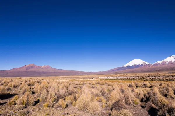 Alta paisagem andina tundra nas montanhas dos Andes . — Fotografia de Stock