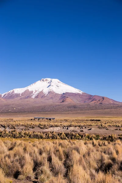 And Dağları'nın dağlarda yüksek and tundra peyzaj. — Stok fotoğraf