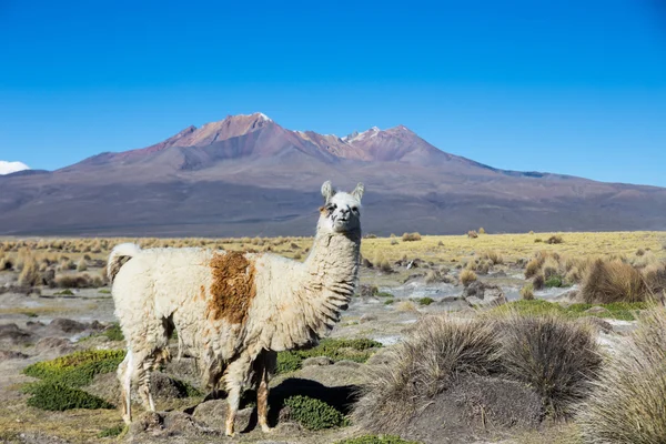 Le paysage andin avec volcan Prinacota, Bolivie — Photo