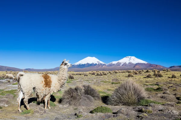 Le paysage andin avec volcan Prinacota, Bolivie — Photo