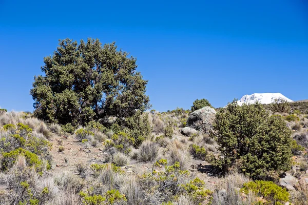 Bosque de Quenoa en el Parque Natural de Sajama, Bolivia . — Foto de Stock