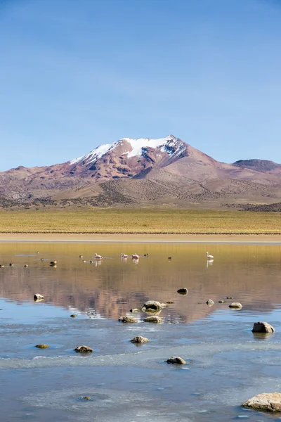 Flamingos in der Lagune Huayacota im Naturpark Sajama — Stockfoto