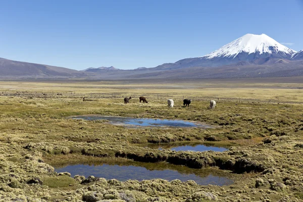 Paisaje de los Andes, con llamas pastando . —  Fotos de Stock