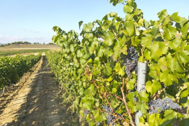 Landscape of vineyard clipart