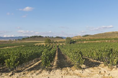 vineyard peyzaj