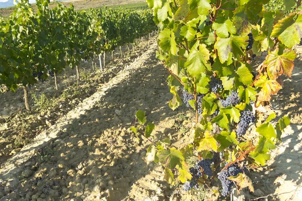Landskapet vingård — Stockfoto