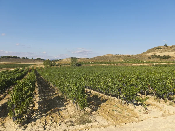 Пейзаж виноградника — стоковое фото