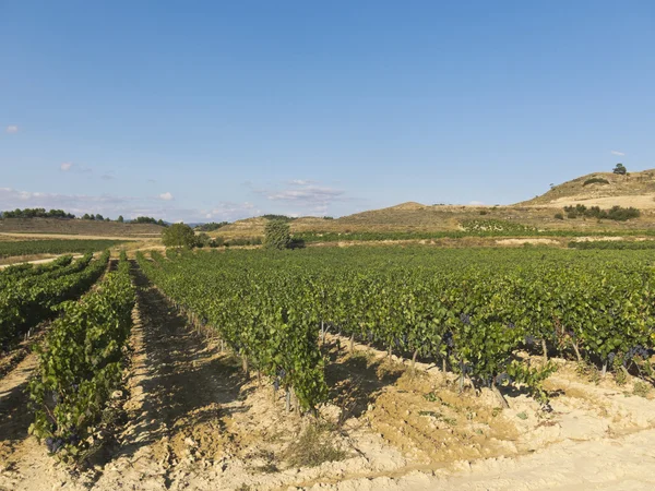 Landschaft der Weinberge — Stockfoto