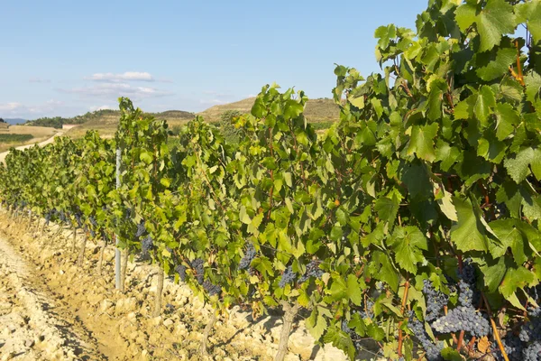 Paisaje del viñedo — Foto de Stock