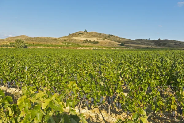 Paisaje del viñedo —  Fotos de Stock