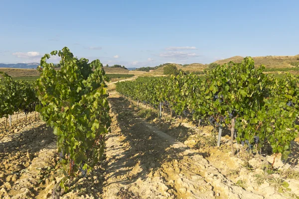 Landscape of vineyard — Stock Photo, Image