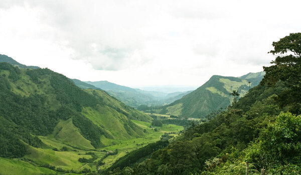 Cocora Valley, which is nestled between the mountains of the Cordillera Central in Colombia. Predominates in the majestic surroundings of Quindio wax palm, Colombia's national tree growing to 60 m.