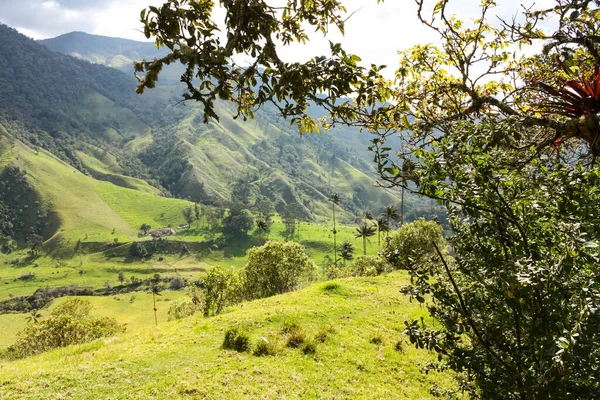 Dolina Cocora Położona Pomiędzy Górami Cordillera Central Kolumbii Dominuje Majestatycznym — Zdjęcie stockowe