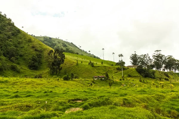 Vale Cocora Que Está Situado Entre Montanhas Cordilheira Central Colômbia — Fotografia de Stock