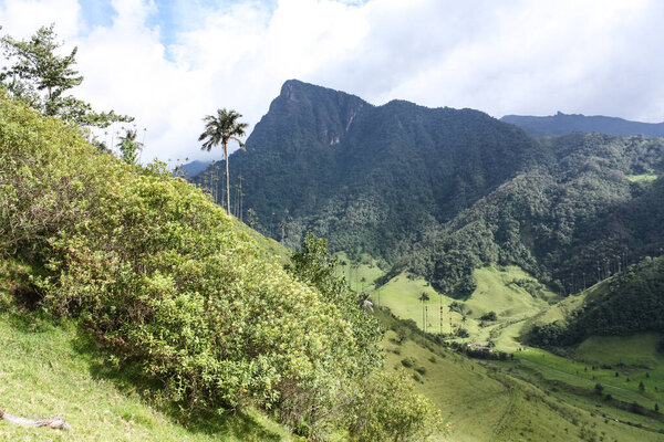 Cocora Valley, which is nestled between the mountains of the Cordillera Central in Colombia. Predominates in the majestic surroundings of Quindio wax palm, Colombia's national tree growing to 60 m.