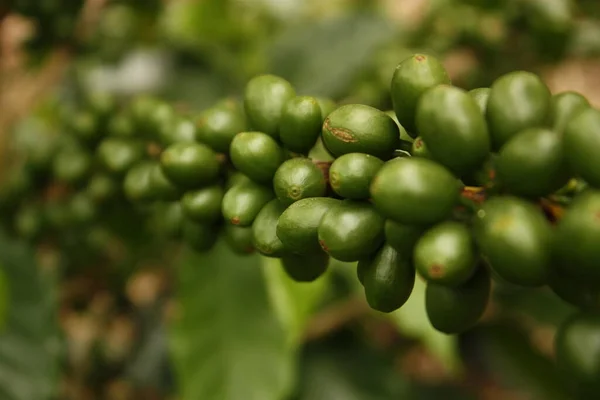 Piantagione Caffè Colombiano Nelle Valli Andine Quimbaya Quindio Colombia Caffè — Foto Stock