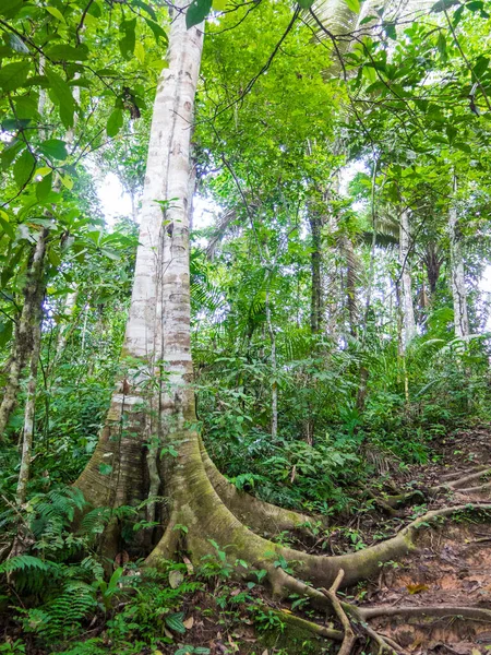 Forêt Amazonienne Dans Parc National Madidi Nord Bolivie — Photo