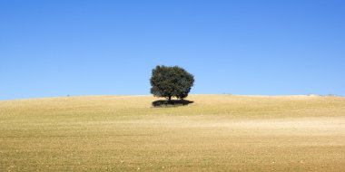 Kara ağaç ile tahıl 