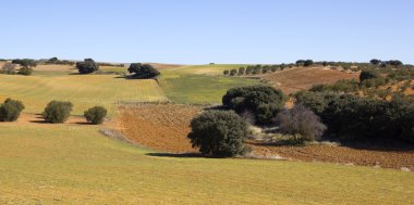 Panoramic of the fields in Castile-La Mancha, Spain.. clipart