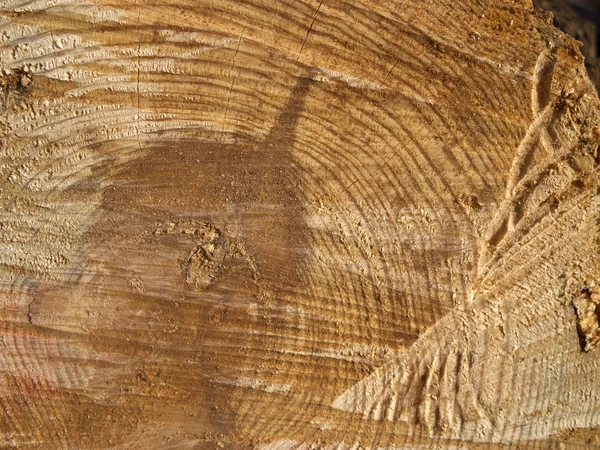 Close-up wooden cut texture — Stock Photo, Image