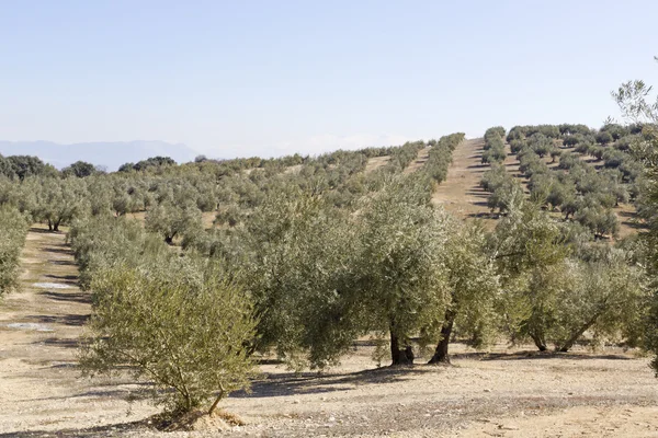 Spanisches Olivenfeld — Stockfoto