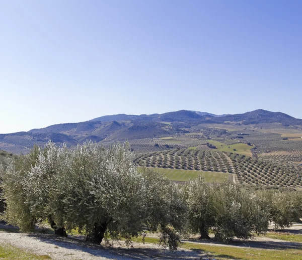 Olijven boomgaarden in de Andalusië — Stockfoto
