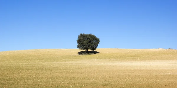 Tierra de cereales con un árbol — Foto de Stock