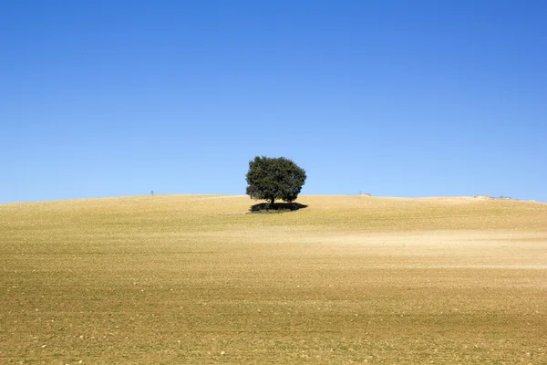 Terre de céréales avec un arbre — Photo