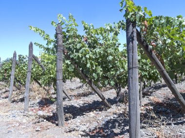 Şarap sanayi Maipo Valley, Şili
