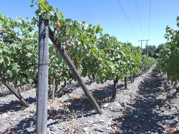 Wijnindustrie in Maipo valley, Chili — Stockfoto