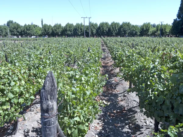 Przemysł winiarski w dolinie Maipo, Chile — Zdjęcie stockowe