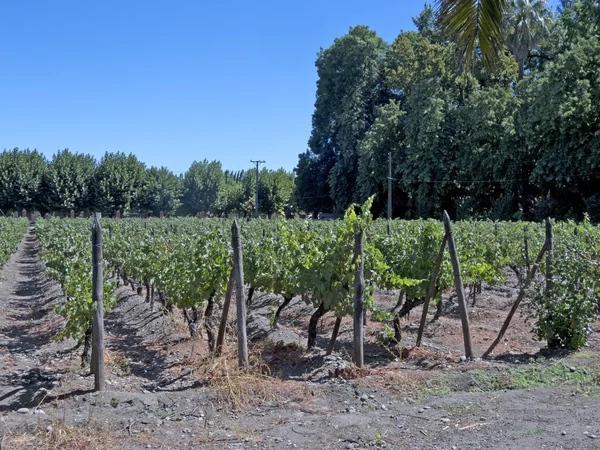 Przemysł winiarski w dolinie Maipo, Chile — Zdjęcie stockowe