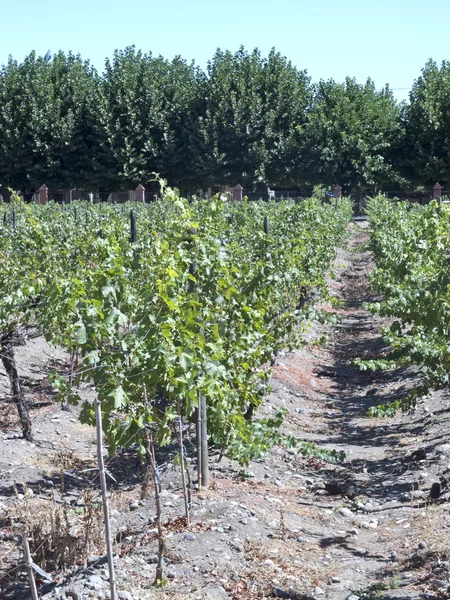 Przemysł winiarski w dolinie Maipo, Chile — Zdjęcie stockowe