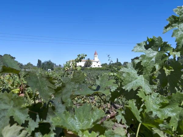 Vinařství v Maipo valley, Chile — Stock fotografie