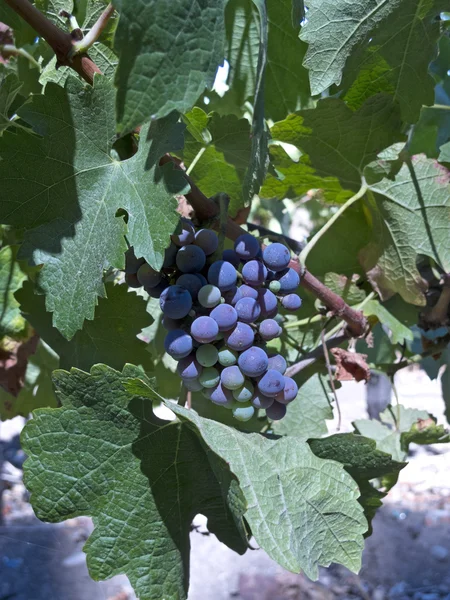 Indústria do vinho em Chimborazo, Chile — Fotografia de Stock