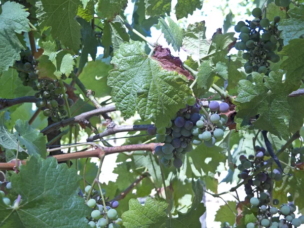 Виноробства в долині Maipo, Чилі — стокове фото
