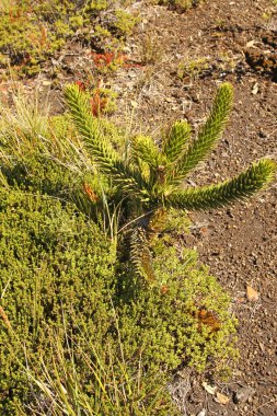 küçük Araucaria, Şili Patagonya Şili. 